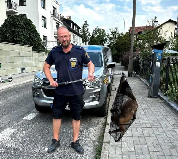 Gdynia. Lis wszedł do piwnicy na Kamiennej Górze. Eko Patrol apeluje do mieszkańców