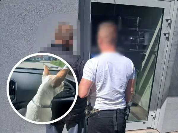 Gdynia Redłowo. 60-latek podejrzany o kradzież psa rasy chihuahua